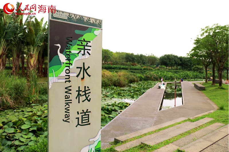 鳳翔濕地公園的親水棧道。 人民網記者 孟凡盛攝