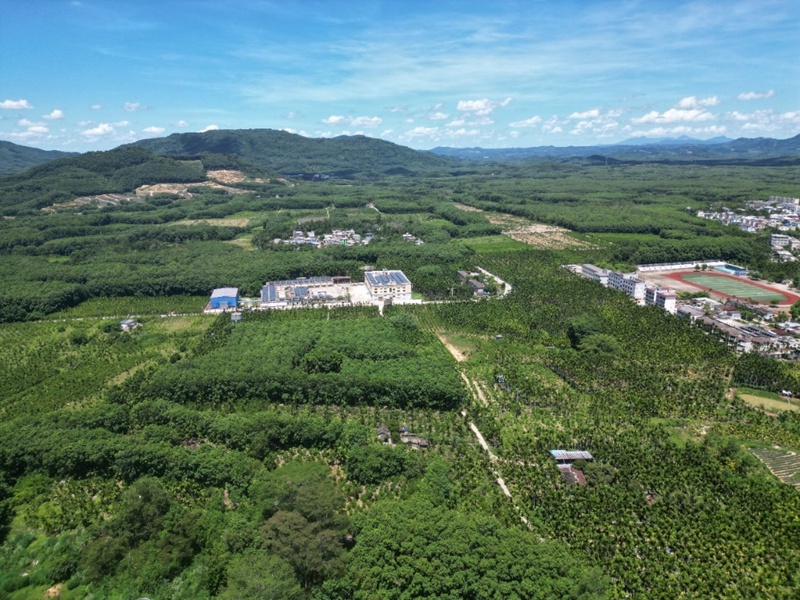 海南海墾熱作產業集團咖啡種植基地。受訪者供圖