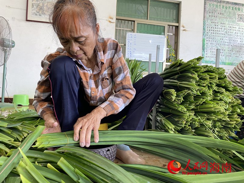 收購站內，員工們將農戶采摘的斑蘭葉進行清洗、整理、打包。人民網記者 樊歡迪攝