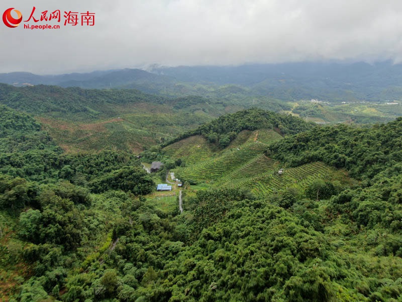 俯瞰保亭茶溪谷景區(qū)。人民網(wǎng)記者牛良玉攝