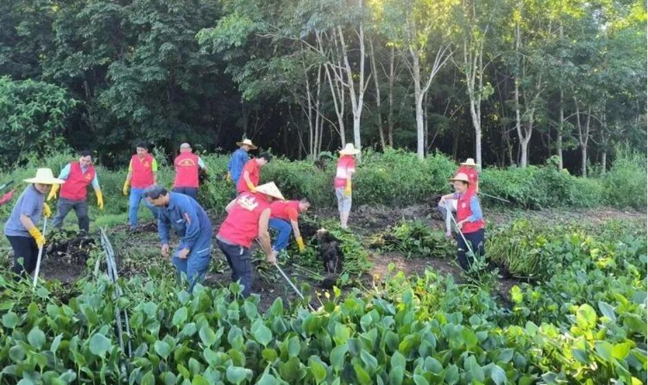 白沙七坊鎮“紅色堤壩”水浮蓮清理志愿服務隊