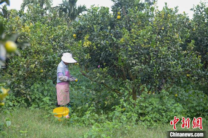 圖為工人采摘澄邁福橙。凌楠攝