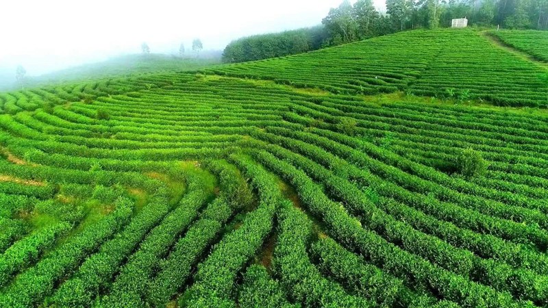 白沙生態茶園。白沙融媒體中心供圖