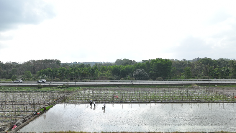 屯昌縣楓木鎮(zhèn)楓木苦瓜種植示范基地。林小丹攝