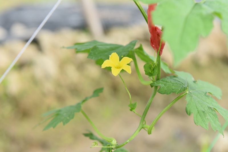 苦瓜開花。林小丹攝