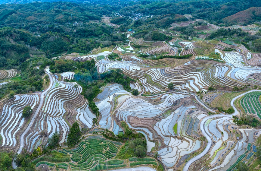 牙胡梯田的早稻種植已經(jīng)全面展開。孟志軍攝