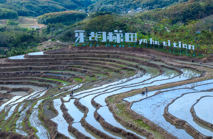 牙胡梯田的早稻種植已經全面展開。孟志軍攝