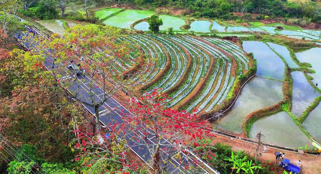 綠油油的梯田邊木棉花開正紅艷。昌江黎族自治縣融媒體中心供圖