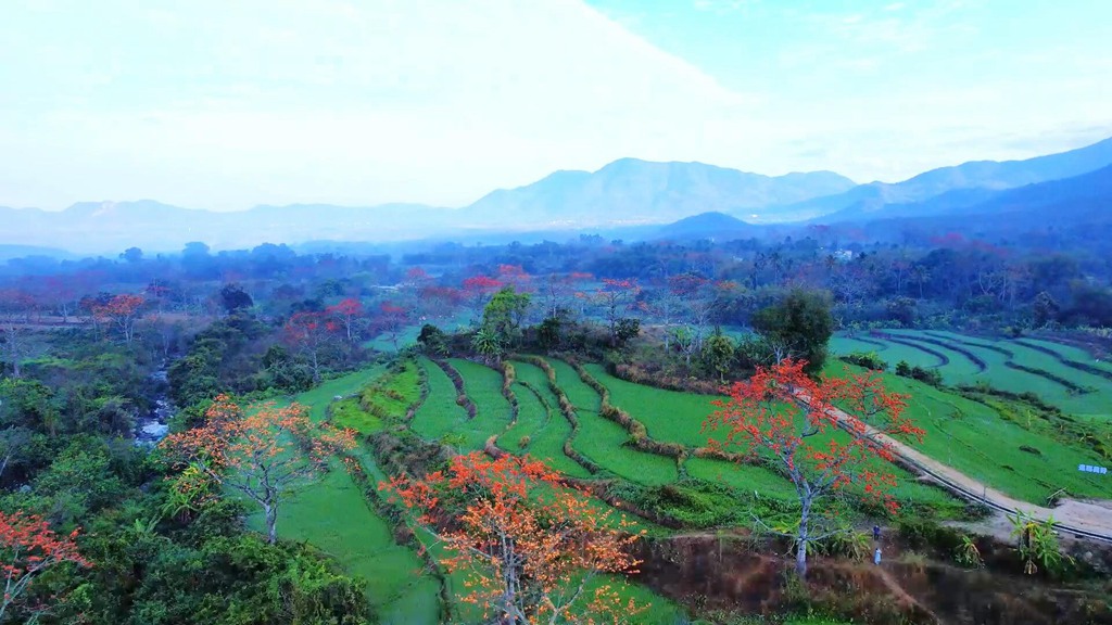 火紅木棉點綴翠綠山林。昌江黎族自治縣融媒體中心供圖