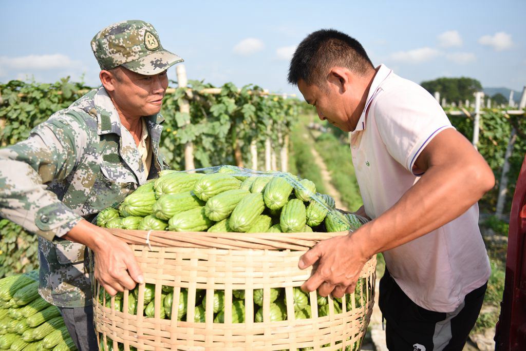 村民搬運苦瓜。林小丹攝