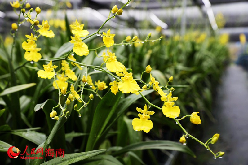 經過一場雨的洗禮，盛開的蘭花晶瑩剔透。人民網記者 符武平攝