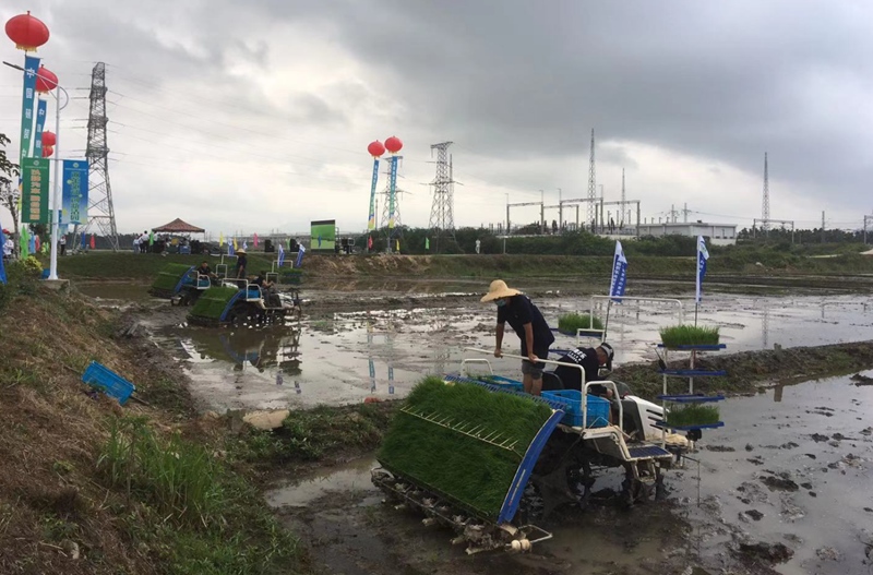 海南三亞，種業(yè)CRO企業(yè)在“幫科學(xué)家種地”。受訪者供圖