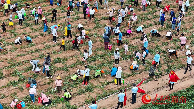 市民游客在田間采摘地瓜。人民網記者 牛良玉攝