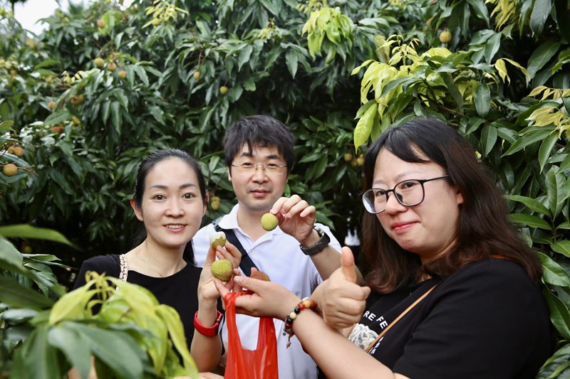 中國郵政郵樂平臺的金牌店主在果園品嘗新鮮荔枝。中國郵政供圖