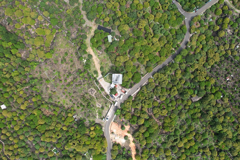 生長在火山巖上的荔枝花海。林春干攝