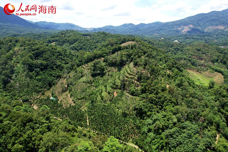 發現三絲水玉杯的海南熱帶雨林國家公園五指山片區。 人民網記者 孟凡盛攝