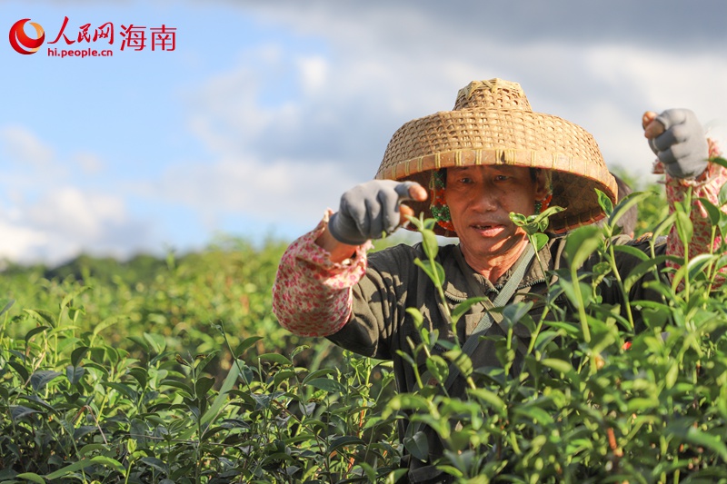 五指山茶農(nóng)在有機(jī)茶園采茶。人民網(wǎng)記者 牛良玉攝