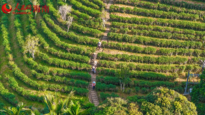 五指山水滿鄉(xiāng)的生態(tài)有機(jī)茶園。人民網(wǎng)記者 牛良玉攝