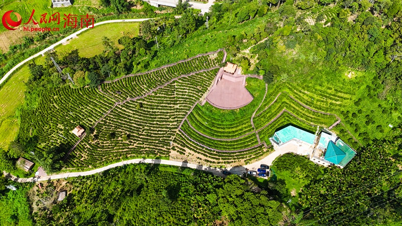 五指山水滿鄉(xiāng)鸚哥景紅觀光茶園的觀景平臺(tái)。人民網(wǎng)記者 牛良玉攝