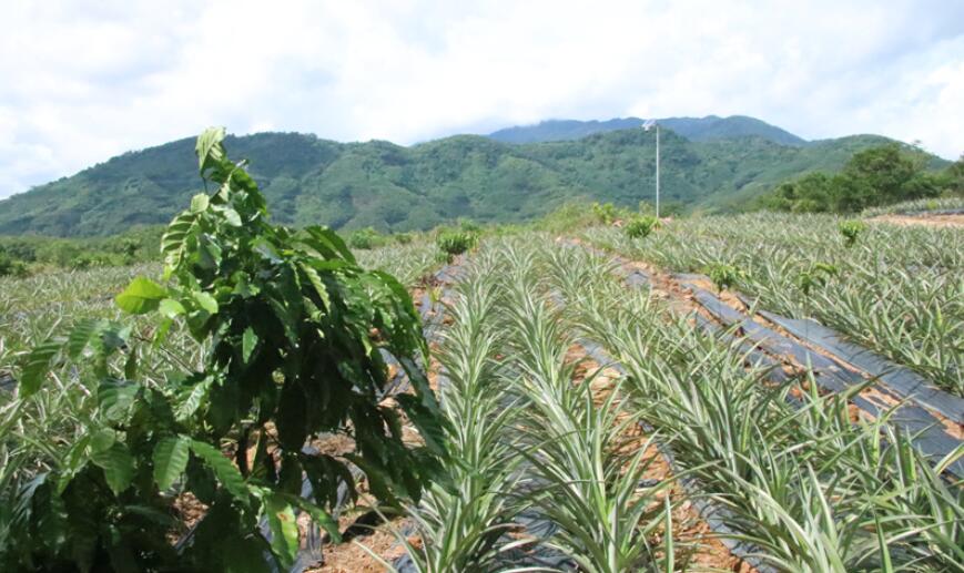 咖啡地上套種鳳梨，促進產業向農旅融合邁進