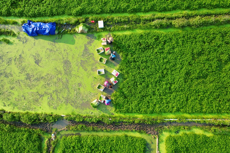 水芹豐收時(shí)節(jié)，農(nóng)戶在地理收芹菜。蔡天宏供圖