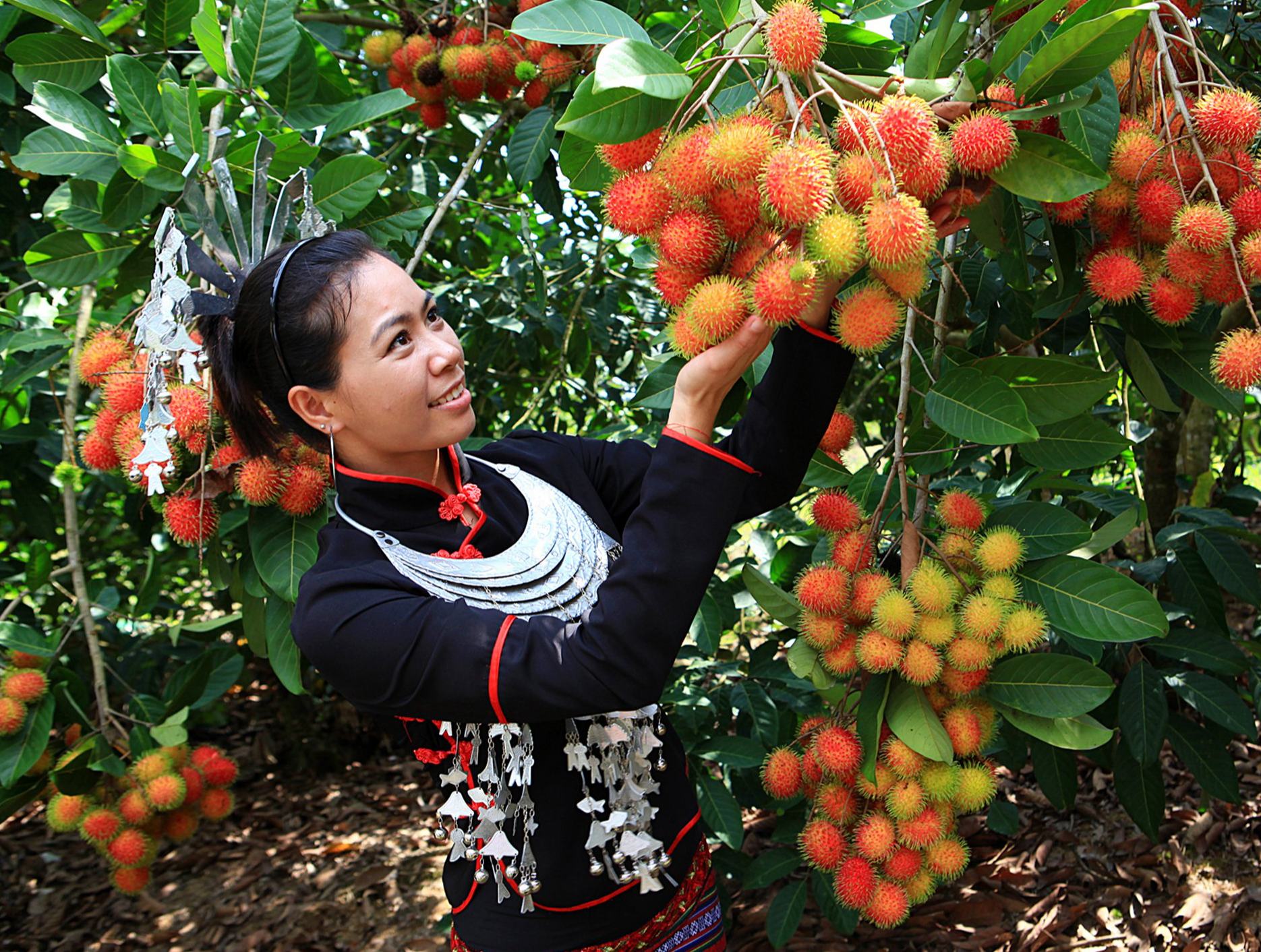 采摘雨林紅毛丹 品嘗大山深處的生態美食