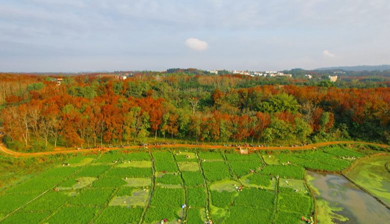 屯昌新興鎮(zhèn)：因地制宜謀發(fā)展 “一村一品”賦能鄉(xiāng)村振興