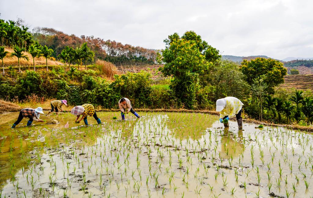 村民在插秧。付金城攝