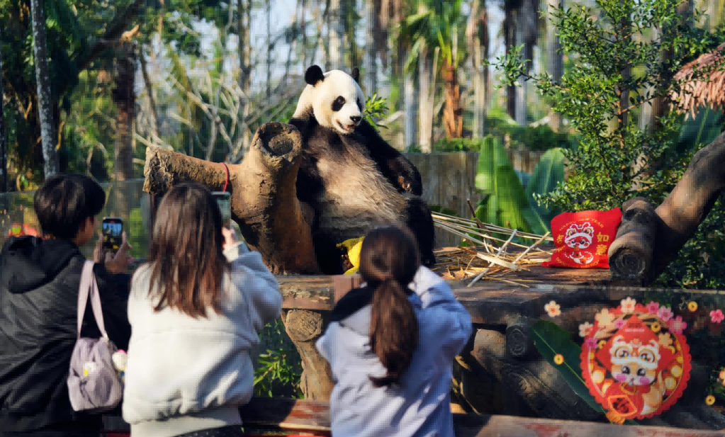游客在動物園里拍憨態可掬的熊貓。海口旅文局供圖