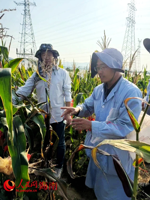河南大學朱艷彬博士（右）在三亞查看玉米種苗。人民網(wǎng)記者 毛雷攝