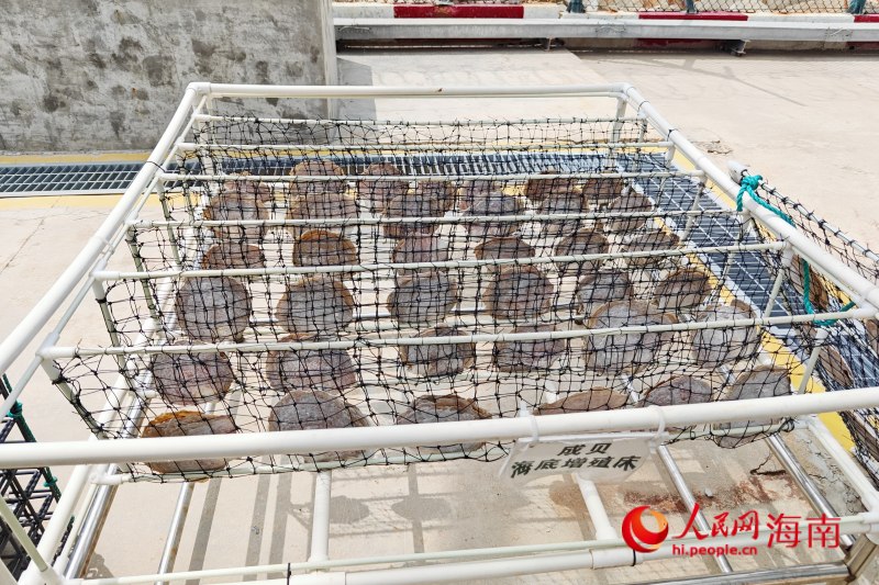 成貝海底增殖床（模擬）。 人民網 枉源攝