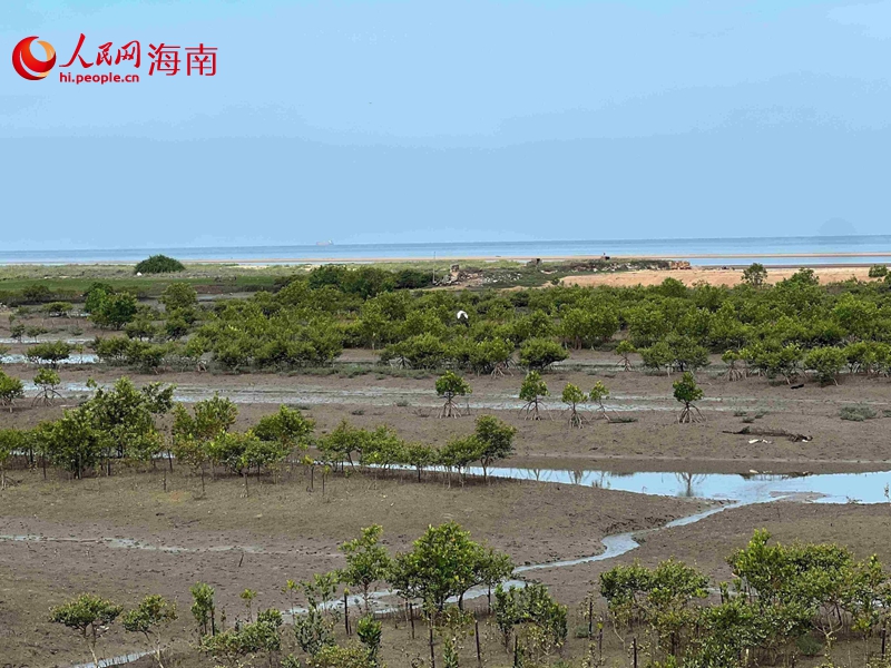 海岸線上郁郁蔥蔥的紅樹林。人民網記者 李學山攝