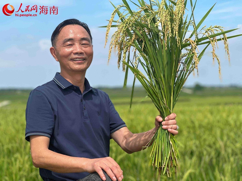 看著即將成熟的稻田，謝得平充滿喜悅。人民網記者 李學山攝.jpg