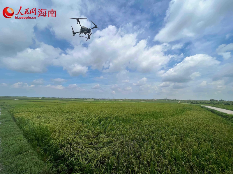 無人機在東方市示范牧場東南區土地整治項目進行噴灑作業。人民網記者 李學山攝
