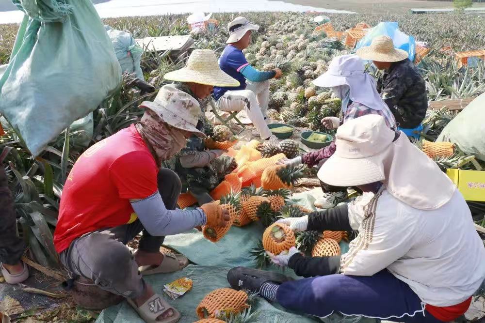工人們打包鳳梨。昌江融媒體中心供圖.jpg