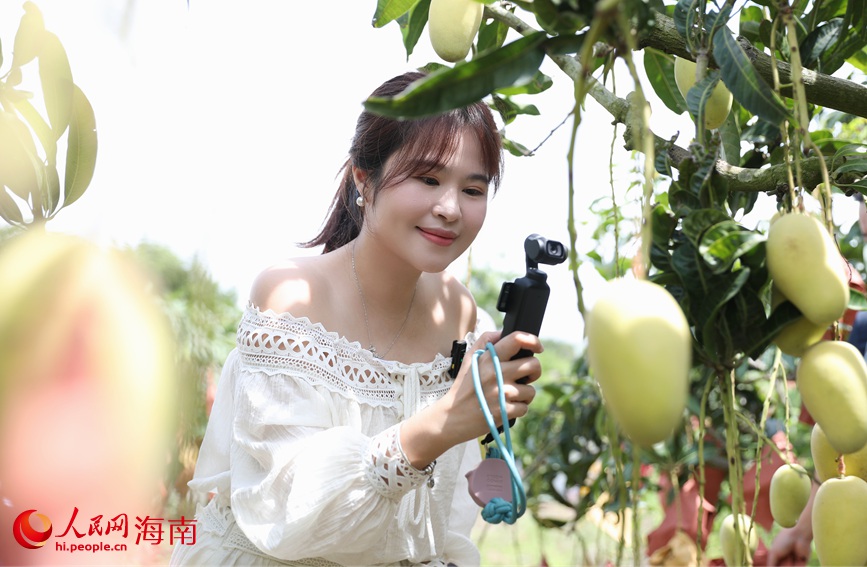 網(wǎng)絡(luò)主播參加“甜美昌江行·夏品芒果香”活動。人民網(wǎng)記者 符武平攝