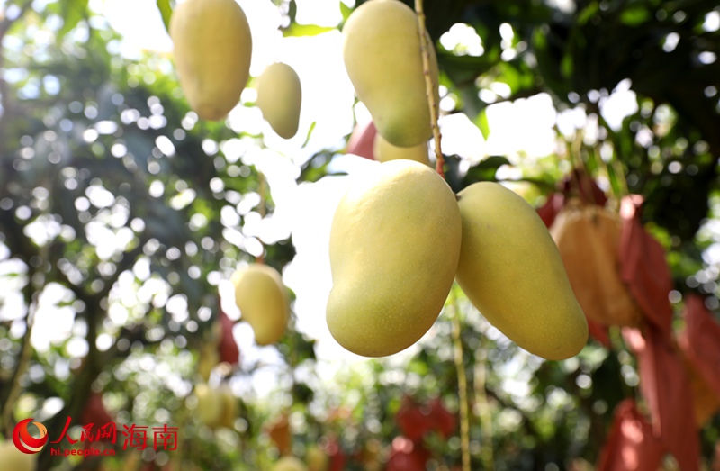 金燦燦的芒果掛滿枝頭。人民網(wǎng)記者 符武平攝
