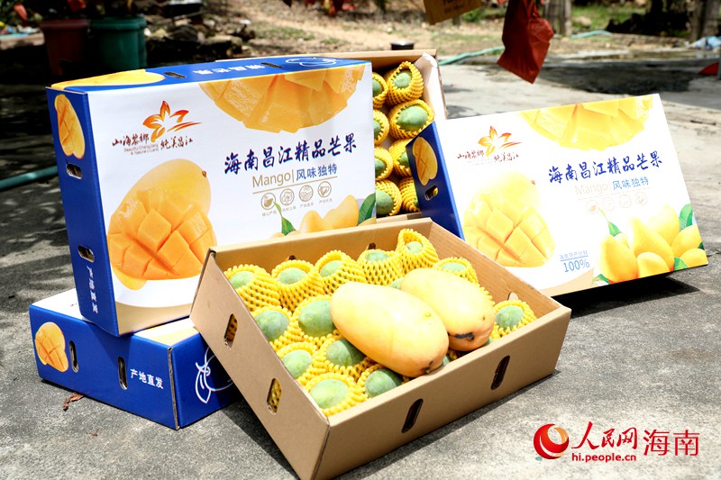江芒果品牌。人民網(wǎng)記者 符武平攝