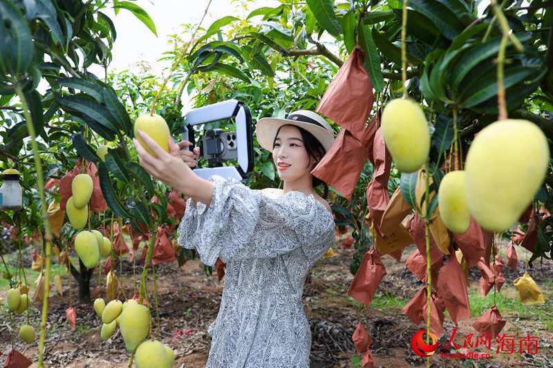 網(wǎng)絡(luò)主播在芒果園里拍照打卡。人民網(wǎng)記者 符武平攝