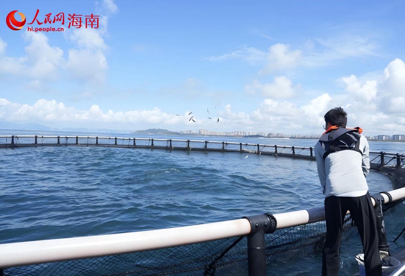 工作人員正在給金槍魚喂食。人民網記者符武平攝