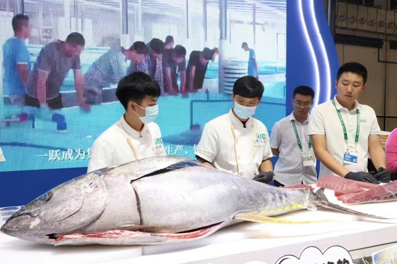 行進中國｜下一個目標→金槍魚自由
