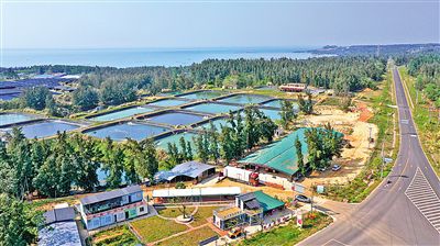 環島旅游公路旁的地瓜種植基地。