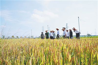 五月九日，“京粳香八號三亞生態區高產優質高效栽培技術示范”項目在三亞崖州區壩頭示范區舉行實產驗收會。南京農業大學三亞研究院供圖